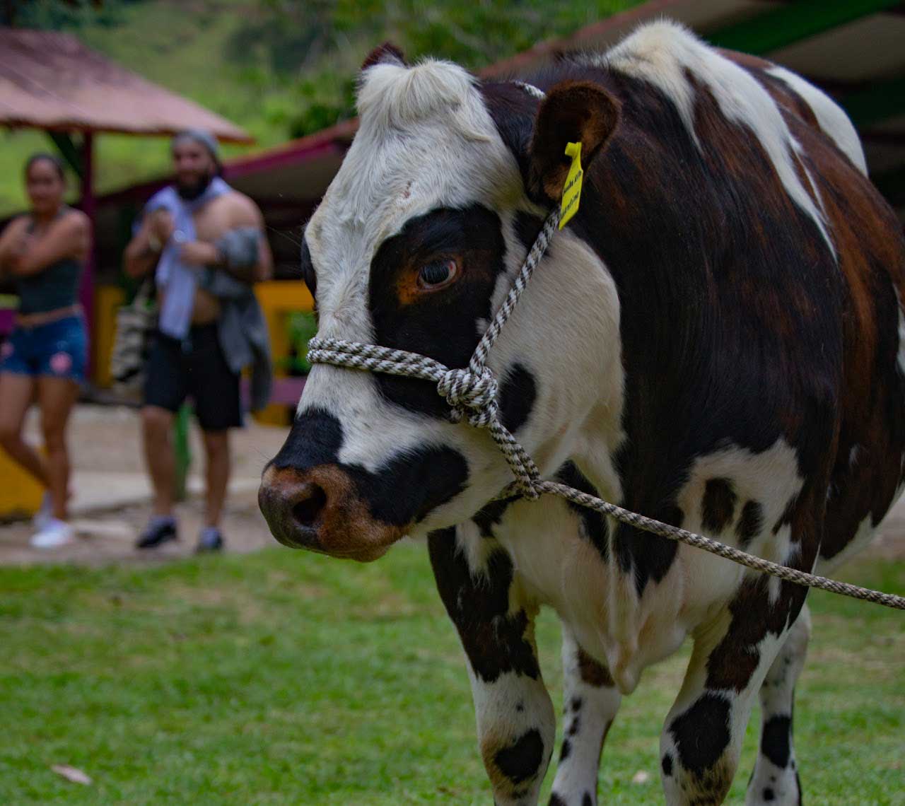 Paisaje con Vacas